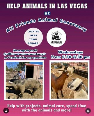 HELP ANIMALS IN LAS VEGAS