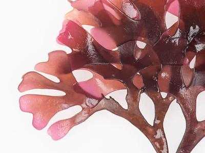Seaweed Extract Global Market Report 2024, with Market Shares of Leading Companies