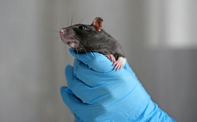 MPs Call For End To ‘Blind Approval’ Animal Testing