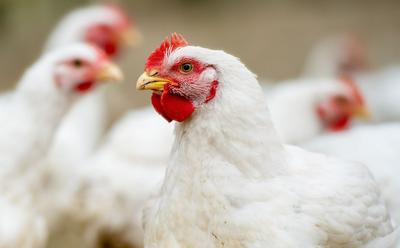 The June Heatwave Killed Up To 3 Million Broiler Chickens In France Alone