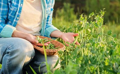 New Project To Investigate Whether Beans, Peas, And Lentils Could Save UK Farming