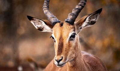 Could Oregon Ban Hunting, Fishing, and Animal Farming? Campaign Reaches Major Milestone