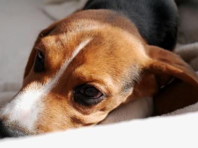 New rules for the European Chemicals Agency give fresh momentum to phasing out animal testing