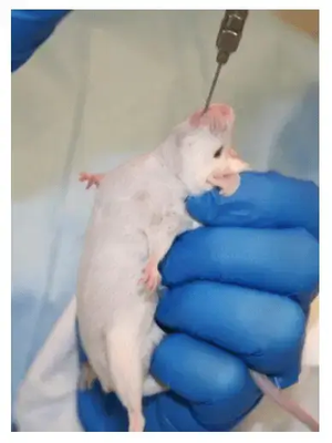 Experimenter Kicked Off Her Own Cruel Experiments at UMass Chan