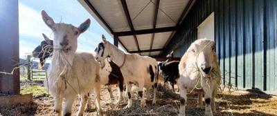 Final Goats Rescued From Abusive Oregon Dairy Arrive at California Sanctuary