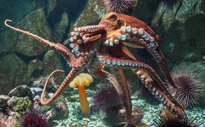 World’s First Commercial Octopus Farm Plans Scrapped Following Opposition