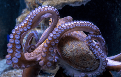 Landmark victory as plans for world's first octopus farm withdrawn