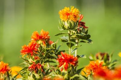 Bovine Casein Grown in Plant Seeds Reaches 1.26% Protein Yield in Miruku-Linked Study