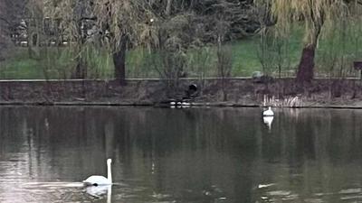 Unionville Plant-Based Social: Toogood Pond Walk & Coffee