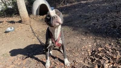 His Owner Had ONE Job. He Failed Miserably, So PETA Stepped In