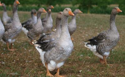 Brazil Bans Foie Gras Production And Sales Nationwide