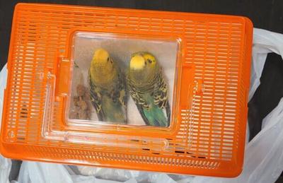 Meet Bonnie and Clyde: Two Parakeets Who Finally Get to Spread Their Wings