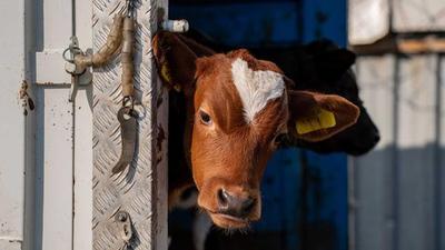 Brittany Ferries ends live animal transport following NGO pressure