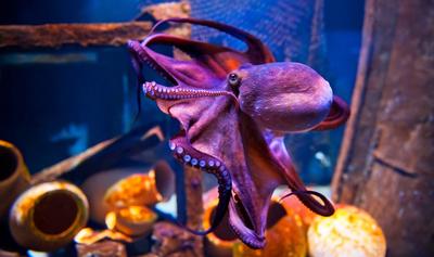 The World's First Octopus Farm Won't Move Forward After Years of Backlash