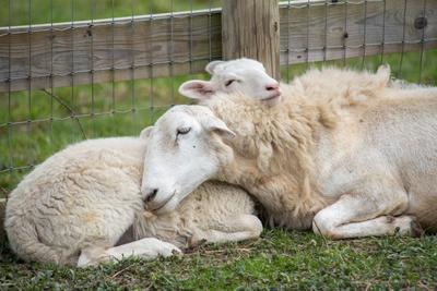 Four Rescued Duos That Show Why Family Should Be Forever