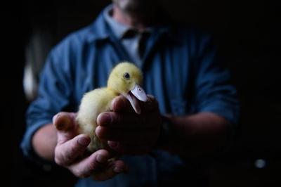 Brazil bans foie gras cruelty; why hasn't the EU?