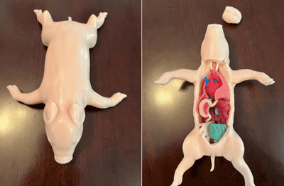 PETA Debuts Silicone Fetal Pig Model to Replace Animals in Classroom Dissection
