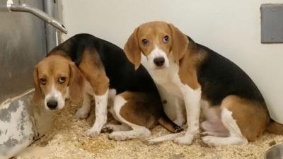 VIDEO: PETA Helped These Six Beagles Leave a Laboratory Behind Forever
