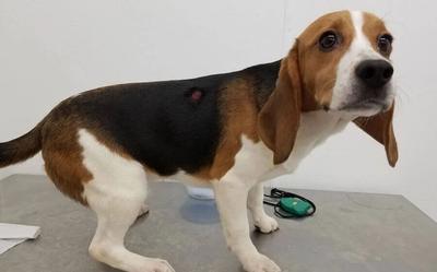 Will You Help Us Spare Animals from Experiments? Act TODAY!