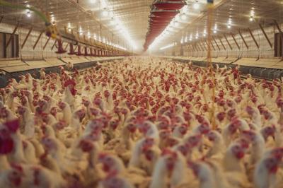 Faunalytics Study Finds “Animal Factory” Provokes Stronger Public Reaction Than “Factory Farm”