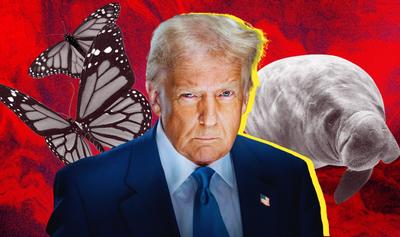 Why Trump Just Made It Easier to Kill Manatees and Butterflies