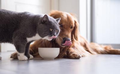 Study Finds Vegan Diets Are ‘Well-Digested’ By Both Dogs And Cats