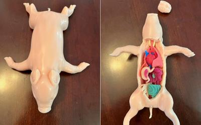 PETA Launches First-of-Its-Kind Silicone Piglet To Replace Classroom Dissections