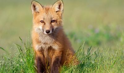A Fox in Scotland Stole Some Milk. The Internet Blamed Vegans. Obviously.