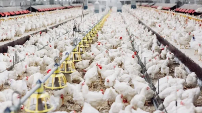 Animal factories – fuelling the rise of harmful bacteria