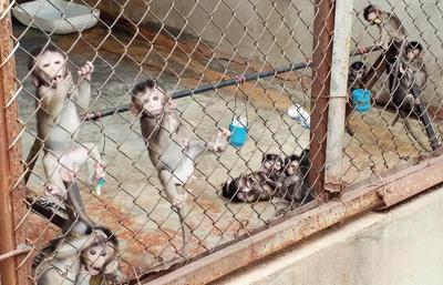 This Could Be the Beginning of the End for Monkey Experimentation