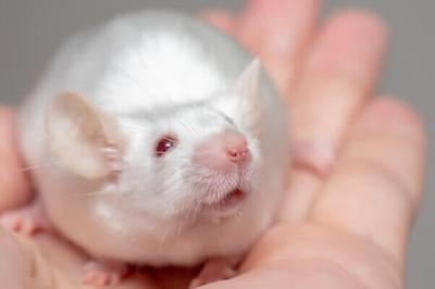Another UMass Chan Animal Experimenter Caught Breaking the Rules