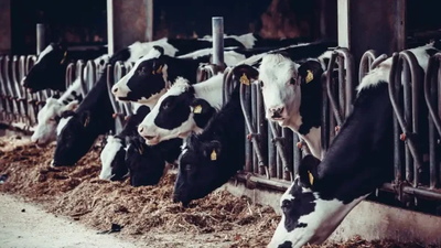 Stories About Hot Dairy Cows Have One Glaring Omission