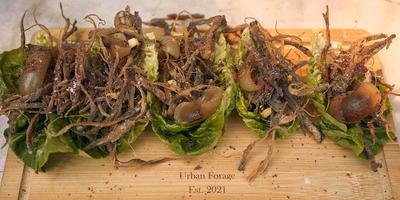 Forage and Feast Forage walk with Wild Lunch, Brighton Foraging. Vegan