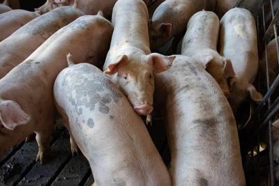 German Supermarkets Fall Short on Phasing Out Lowest Animal Welfare Standards, DUH Study Finds