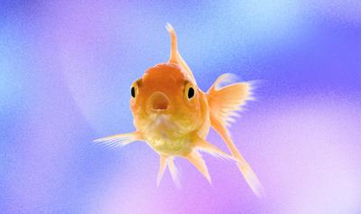 These Goldfish Were Restaurant Decor. Then They Won Legal Rights.