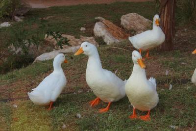 Brazil Outlaws Foie Gras Production and Sales in Federal First for Latin America