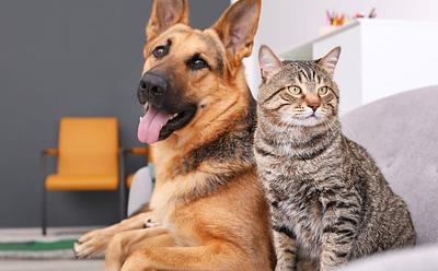 Plant-Based Diets For Dogs And Cats – What Does The Research Say?