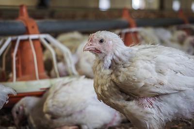Sanctuary Questions: What About Meat Labeled ‘Humane?’