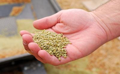 Global Uptake Of Plant-Rich Diets Could Help Reduce Emissions By 76%