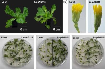 Engineered Lettuce and Tobacco Produce Animal Myoglobin Inside Their Chloroplasts