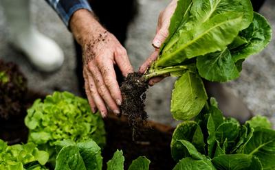 Scientists Discover How To Grow Muscle Protein Gene Inside Plants