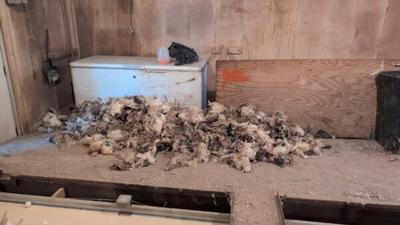 Several Dead, Possibly Poisoned Cats Allegedly Littered This Egg Farm. That’s Just the Beginning