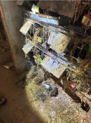 PETA Tip Triggers Federal Raid, Lawsuit Against Chinchilla Breeder
