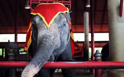 Hungary Announces Wild Animal Circus Ban
