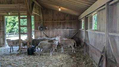 VSDC Volunteer Day at Poplar Spring Animal Sanctuary