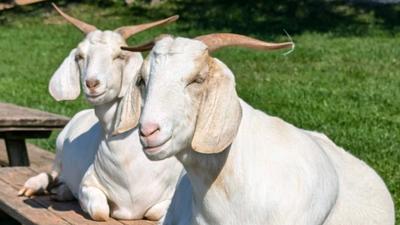 VSDC Gathering at 2:15 pm at Poplar Spring Animal Sanctuary Open House