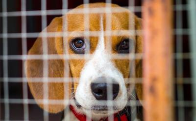 UK Government Announces £22 Million Investment In Animal Testing Alternatives