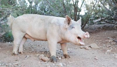 Happy Rescue Anniversary to Blue, the Pig Who Keeps Us on Our Toes
