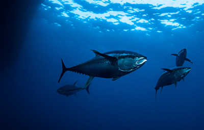 Atlantic bluefin tuna: caught, caged, and under threat