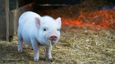 Let's volunteer together at Pebble Ranch Rescue (friends welcome!)